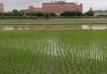 La agricultura capitalista y el Covid-19: una combinación fatal